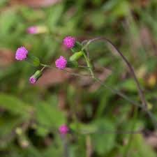 Image result for Emilia tessmannii