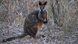 Check spelling or type a new query. Swamp Wallabies Not The Pickiest Of Eaters The Armidale Express Armidale Nsw