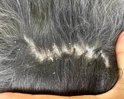 Image result for what do Cheyletiella look like in dog fur