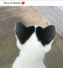 Pin By Katie Adamak On Animals Cute Funny Animals Cute Animals Pets Cats