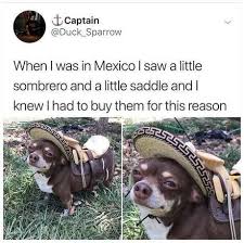 20 Chihuahua Memes That Are Too Funny Not To Laugh At I Can Has Cheezburger