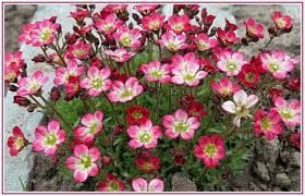 Paahteisen Paikan Kasveja Plants Annual Plants Pretty Plants