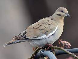 Rock Pigeon Life History All About Birds Cornell Lab Of Ornithology
