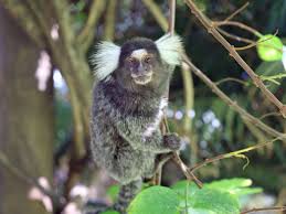 Rainforests are extremely important in the tropical rainforests are located in a band around the equator, mostly in the area between the tropic of cancer (23.5° n latitude) and the tropic of. 10 Remarkable Rainforest Animals