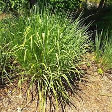 Image result for Paspalum