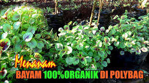 Tanaman bayam tumbuh di banyak negara termasuk di indonesia. Cara Menanam Bayam Merah 100 Organik Di Polybag Youtube