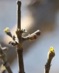 Image result for Adenostemma afrum