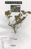 Image result for Hymenocardia acida