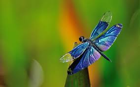Black Book Winds Of Change Bug Beautiful Dragonfly Wallpaper 466 1920 X 1200 Dragonfly Photos Dragonfly Insect Dragonfly