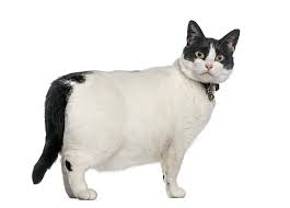 Flanigan (my cat) doesn't like the new puppy. Pet Food Nutrition Research Addresses Pet Obesity Petfoodindustry Com