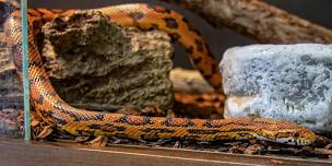 Reptile Roundup (2026)