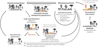 Image result for Trachyphrynium braunianum