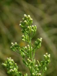 Image result for Erigeron sumatrensis