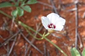 Image result for Merremia verecunda