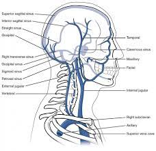 Larynx, thyroid gland, clavicle, brachiocephalic trunk, internal thoracic artery. This Diagram Shows The Veins Present In The Head And Neck Anatomy And Physiology Medical Technology Physiology
