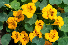 Image result for Tropaeolum