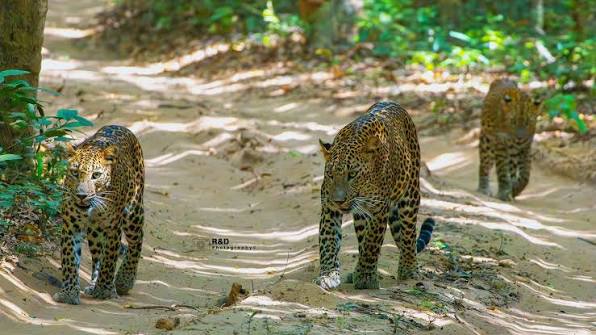 Leopard Cubs