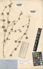 Image result for Glinus