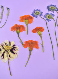 Easily turn a memory into an attractive piece of home decor. Cheap Easy Diy Flower Press Dream A Little Bigger