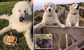 Review how much maremma sheepdog puppies for sale sell for below. Maremma Sheepdog Who Protected Middle Island Penguins In Southern Australia Retires Daily Mail Online
