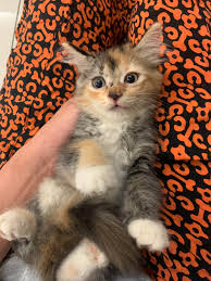 30 jenis kucing yang ada di dunia mulai dari kucing benga, munchkin, chausie, anggora turki, nabelung, toyger, dll beserta gambar dan penjelasan. Anak Kucing Persia Comel