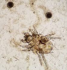 Image result for what do Cheyletiella look like in dog fur