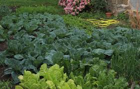 Tener un huerto ecológico en casa no es algo que esté solo al alcance de quien tiene mucha tierra para cultivar. Huerto Urbano En El Jardin El Huerto Urbano El Huerto En Casa