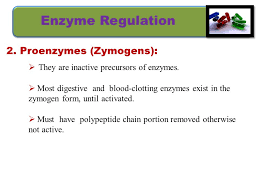 Caspases exist as inactive proenzymes that undergo proteolytic processing at conserved aspartic residues to produce two subunits, large and small, that. Enzymes Biochemistry Bms L Noha Soliman Ppt Video Online Download