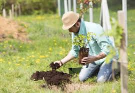 Baume Richtig Pflanzen Obi Gibt Tipps Fur Die Planung