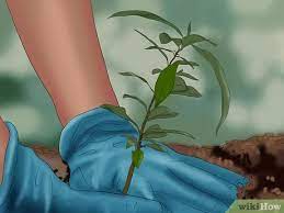 5 Ways To Save The Rain Forest - Wikihow