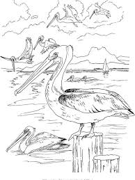Pelican Coloring Pages 030 Pelican Is A Type Of Water Bird That Has A Sac That Can Enlarge At The Coloring Pages Nature Coloring Pages Coloring Pages To Print