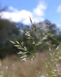 Image result for Agrostis continuata