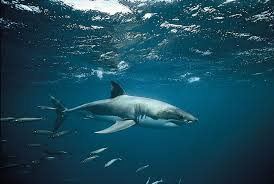 The biggest great white sharks can reach up to 20 feet long, but most are smaller. White Shark Size Diet Habitat Teeth Attacks Facts Britannica