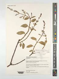 Image result for Tetradenia tanganyikae