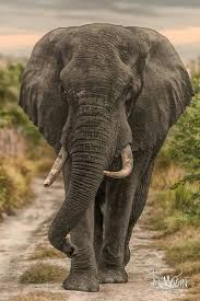 Big Boy Elephant African Elephant Animals Wild