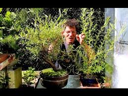 Ash fuchsia, including fuchsia fulgens hybrids fuchsia : Weeping Willow Bonsai July 2015 Youtube