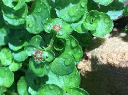 Image result for Chrysosplenium americanum