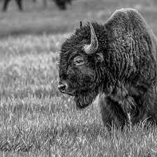 Yellowstone Buffalo Animal Photography Wildlife Animals Black And White Black And White Animal Photography Wildlife