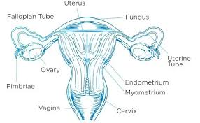 Image result for female sex organ