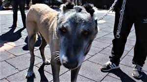 gercek sivas kangal kopegi orjinal kangal kopekleri nasil olur baris cicek panter kangal dogs youtube
