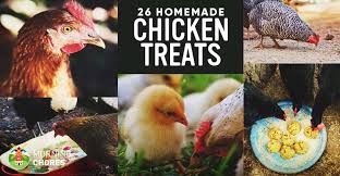 Check out their 101 section. 19 Homemade Healthy Chicken Treats Recipes Your Chickens Will Love