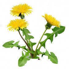 Image result for Taraxacum