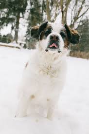 She S Sassing Me St Bernard Dogs St Bernard Puppy Big Dogs