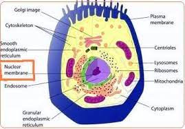 In bacterial and plant cells, a cell wall is attached to the plasma membrane on its outside surface. What Does Nuclear Membrane Look Like And Is It Present It Both An Animal Cell Animal Cell Structure Cell Structure