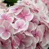 Beautiful blooming hydrangeas make our heidi dress for girls an ideal choice for weddings and garden parties. Https Encrypted Tbn0 Gstatic Com Images Q Tbn And9gcr8jwydbxvw2ds6augf7yh3czesqtnxitfctjnawbihd9dmiui Usqp Cau