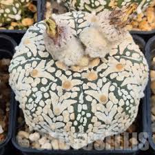 Image result for Thesium asterias