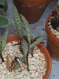 Image result for Ledebouria Unidentified sp. no6.