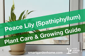 Repot when it's difficult to keep the plant watered enough. Peace Lily Plant Care Growing Guide Smart Garden Home