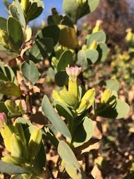 Image result for Lopholaena sp.no.1