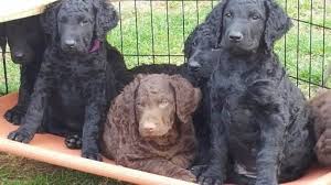 Our curlies have proved themselves in the showring, as. Welcome To The Curly Coated Retriever Club Of America Curly Coated Retriever Retriever Puppy Retriever